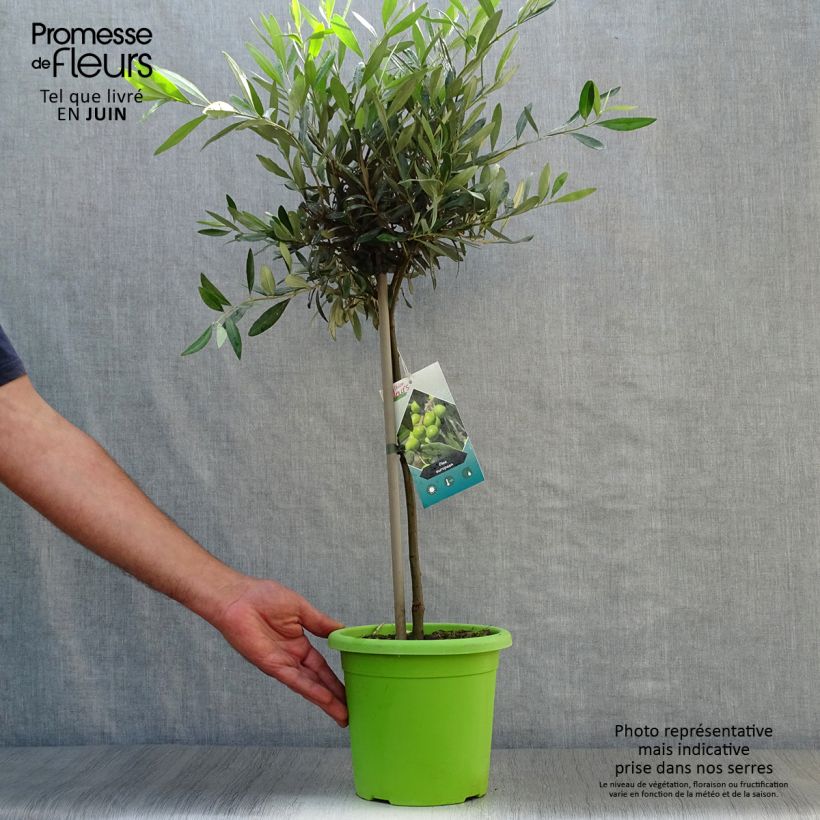 Ejemplar de Olivo en tallo - Olea europaea Maceta 2L/3LAltura de entrega aprox. 40cm entregado en verano
