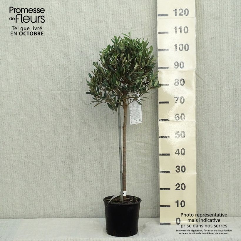 Ejemplar de Olivo en tallo - Olea europaea Maceta 4L/5L entregado en otoño