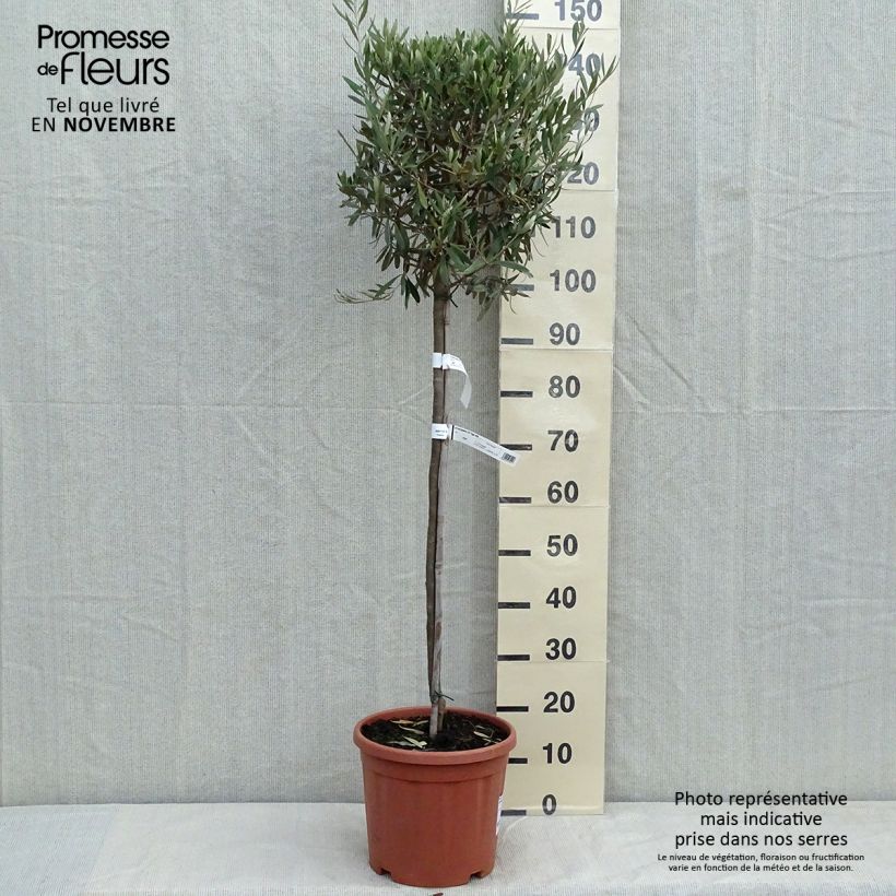 Ejemplar de Olivo en tallo - Olea europaea Maceta 7,5L/10L entregado en otoño