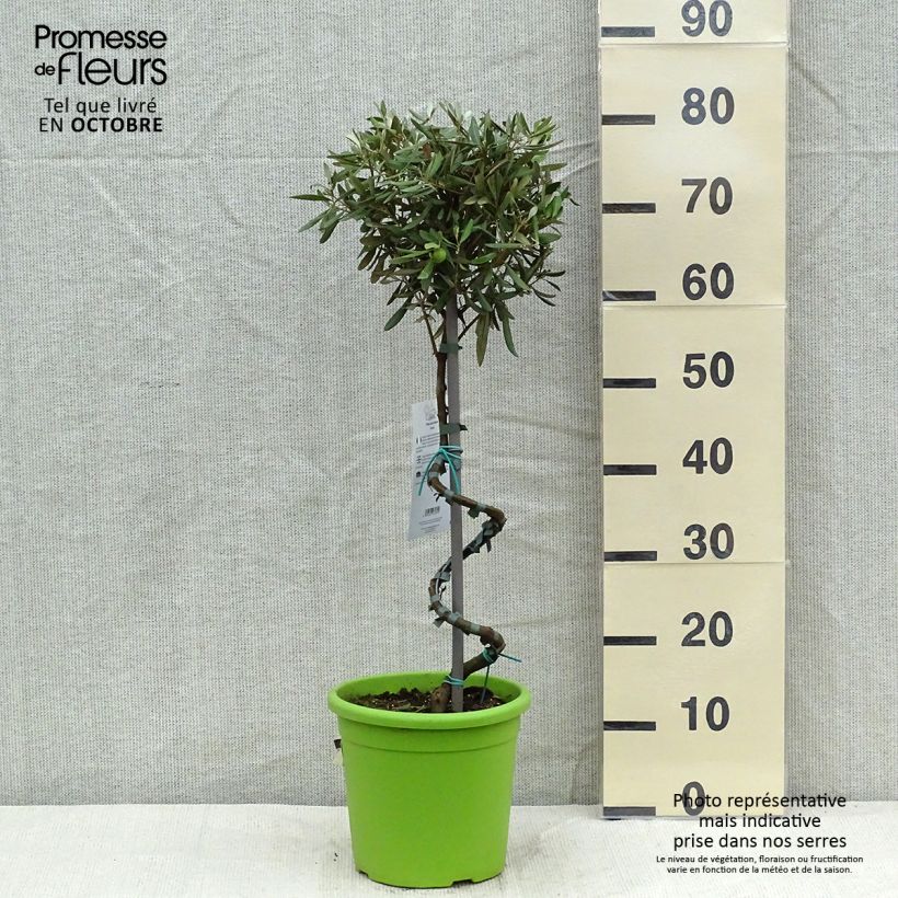 Ejemplar de Olivo en tallo - Olea europaea Maceta 4L/5L entregado en otoño