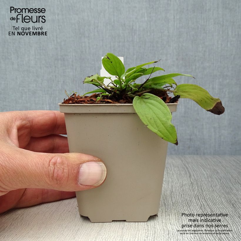 Ejemplar de Omphalodes cappadocica Cherry Ingram Maceta de 8/9 cm entregado en otoño