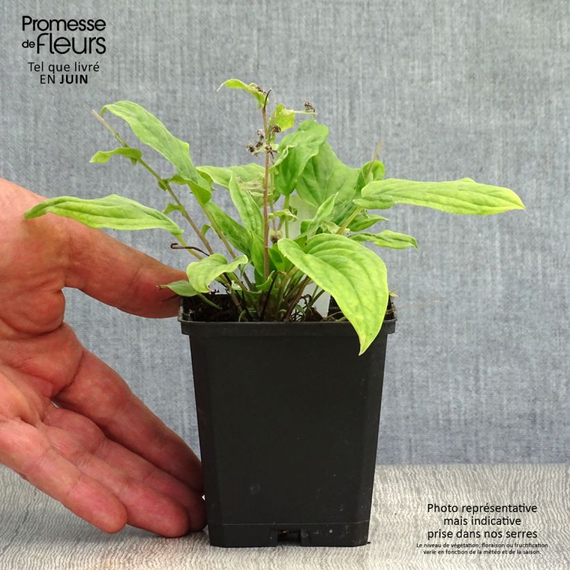 Ejemplar de Omphalodes cappadocica Cherry Ingram Maceta de 8/9 cm entregado en verano