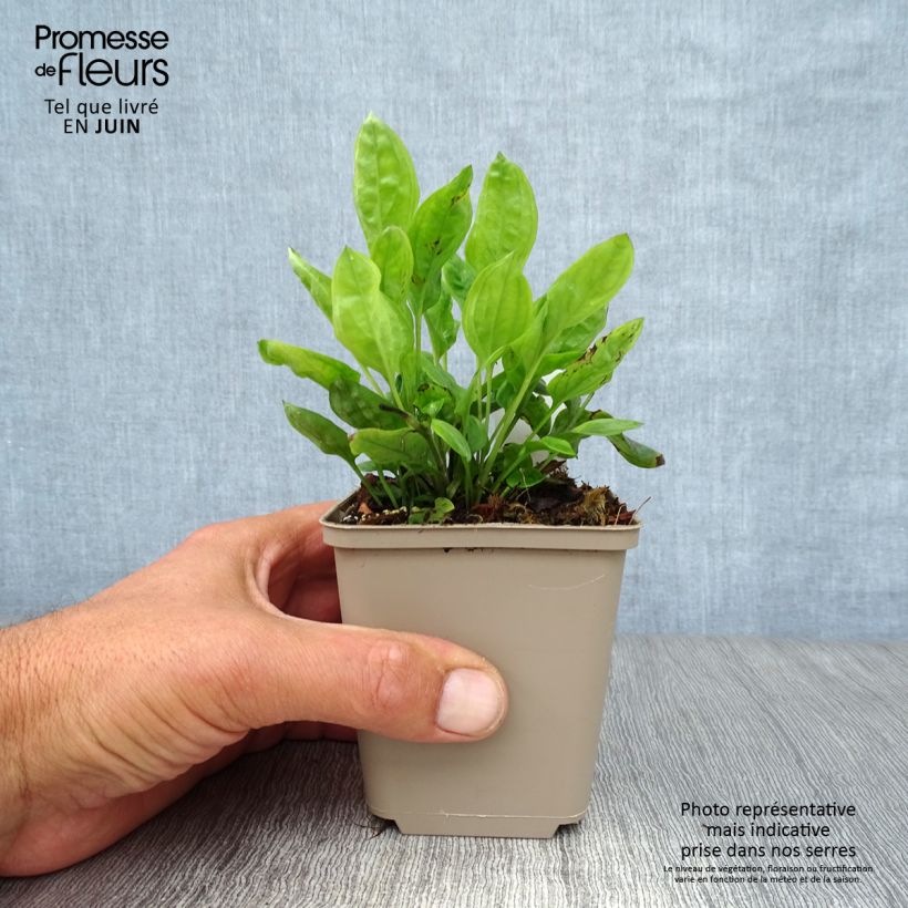 Ejemplar de Omphalodes cappadocica Starry Eyes Godet de 8/9 cm entregado en verano