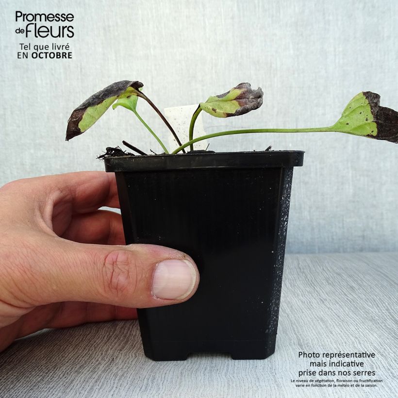 Ejemplar de Omphalodes verna Alba Maceta de 8/9 cm entregado en otoño
