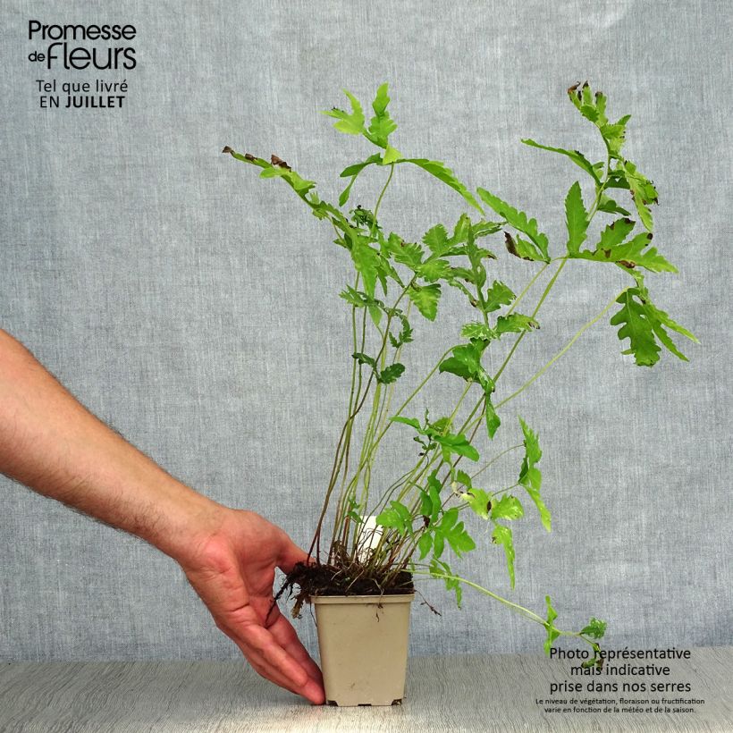 Ejemplar de Onoclea sensibilis - Helecho sensible Maceta de 8/9 cm entregado en verano