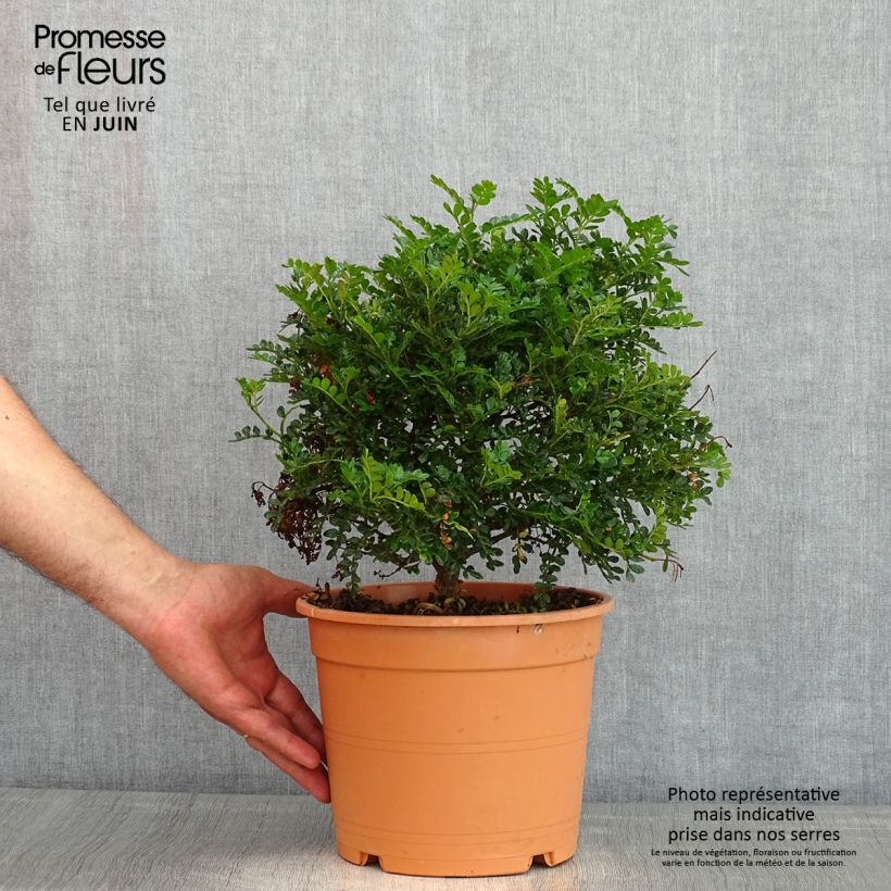 Operculicarya decaryi - Falso pimentero del Japón Maceta 4L/5LAltura de entrega aprox. 30/35cm Ejemplar entregado en la primavera