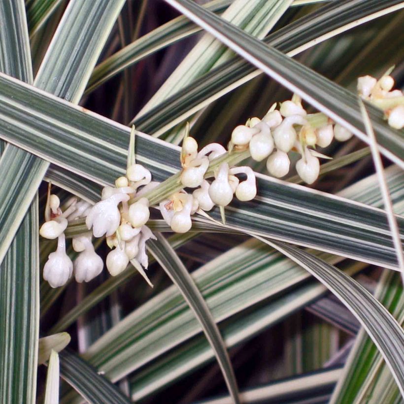 Ophiopogon jaburan Albo Variegata (Floración)