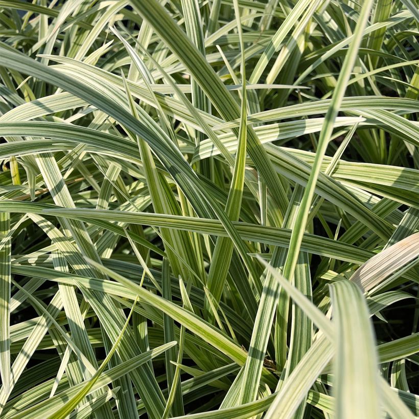 Ophiopogon jaburan Albo Variegata (Follaje)