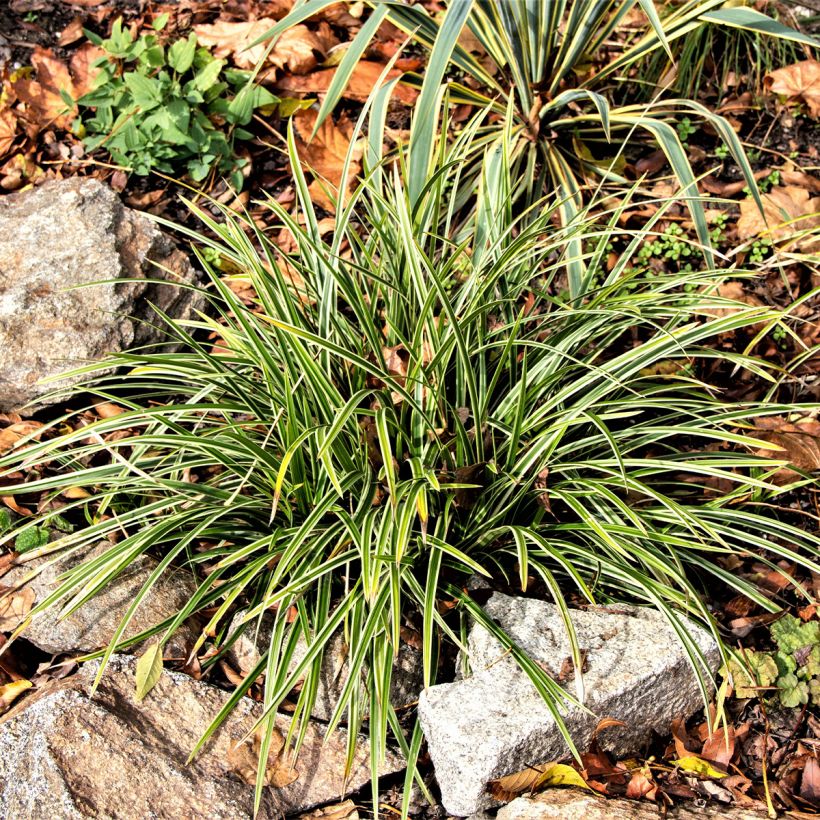 Ophiopogon jaburan Albo Variegata (Porte)