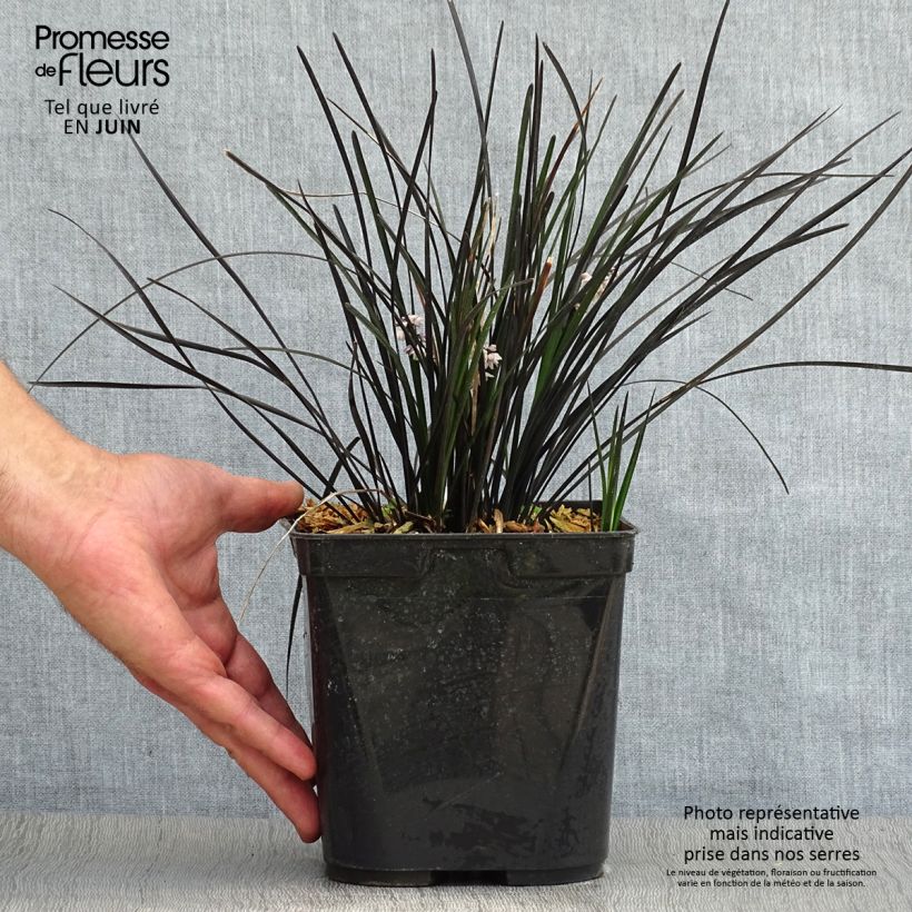 Ejemplar de Ophiopogon planiscapus Hosoba Kokuryu Maceta 2L/3L entregado en verano