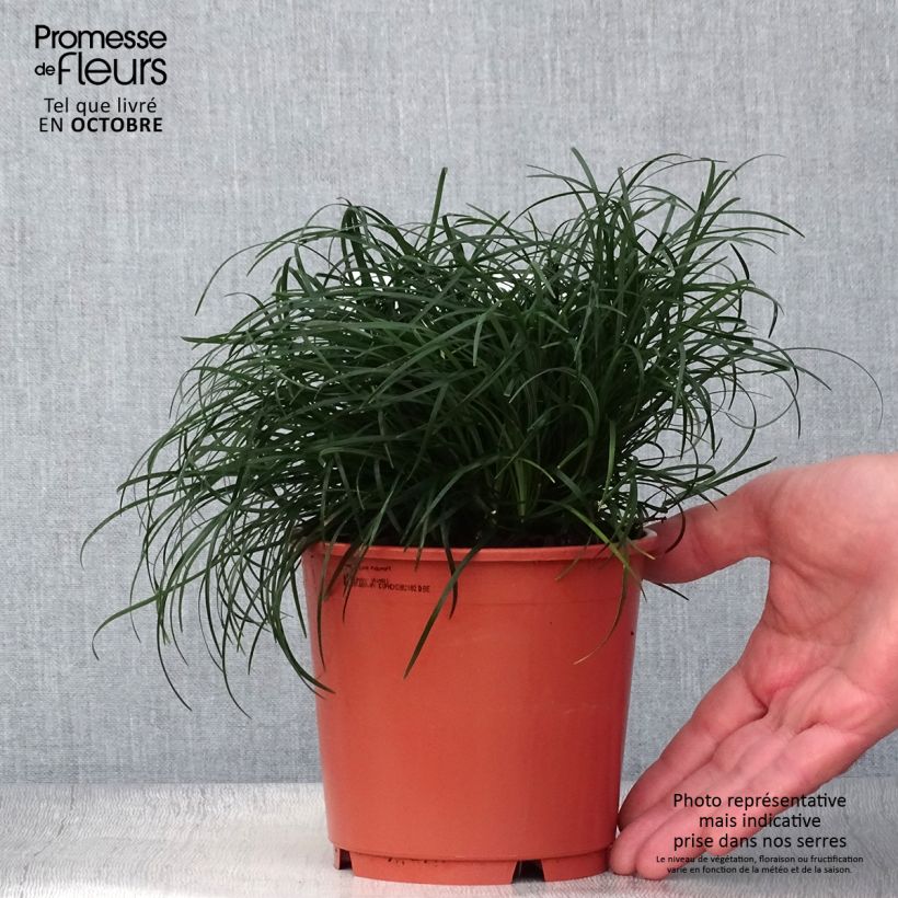 Ejemplar de Ophiopogon chingii Maceta 1L/1,5L entregado en otoño