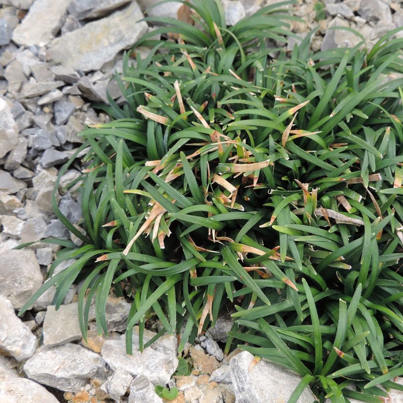 Ophiopogon japonicus Minor - Convalaria (Porte)