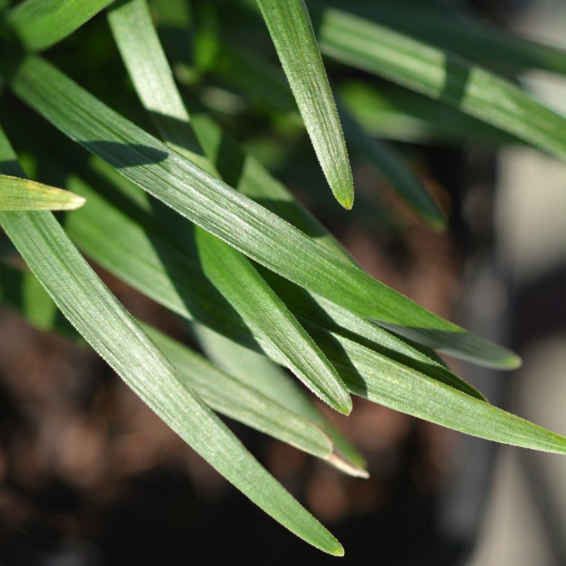 Ophiopogon japonicus Minor - Convalaria (Follaje)