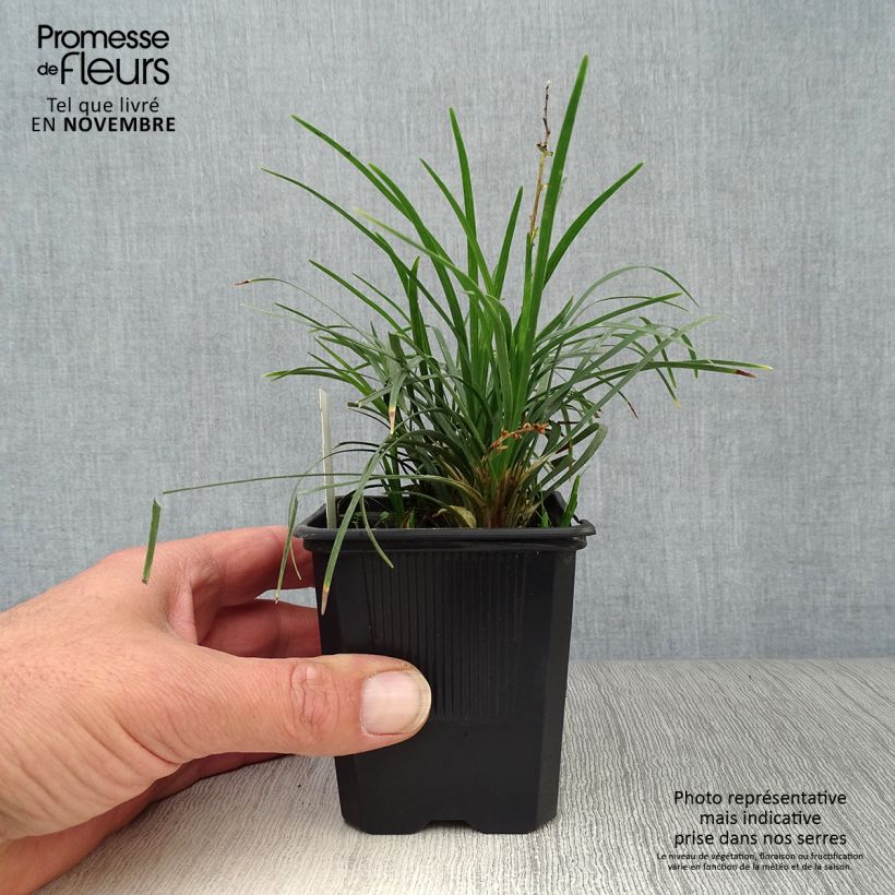 Ejemplar de Ophiopogon japonicus - Convalaria Maceta de 8/9 cm entregado en otoño