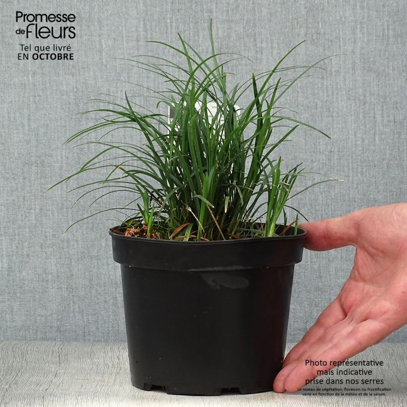 Ejemplar de Ophiopogon japonicus - Convalaria Maceta 2L/3L entregado en otoño