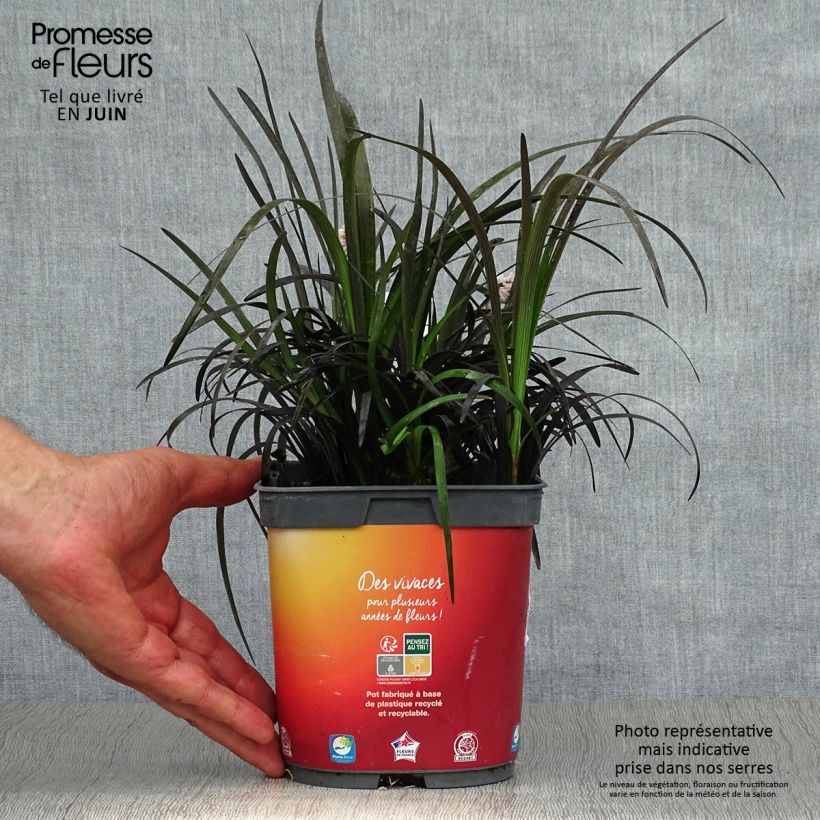 Ejemplar de Ophiopogon planiscapus Nigrescens Maceta 2L/3L entregado en verano