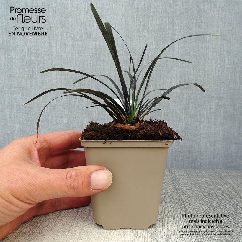 Ejemplar de Ophiopogon planiscapus Nigrescens Maceta de 8/9 cm entregado en otoño