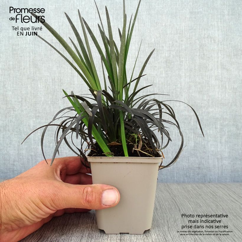 Ejemplar de Ophiopogon planiscapus Nigrescens Maceta de 8/9 cm entregado en verano