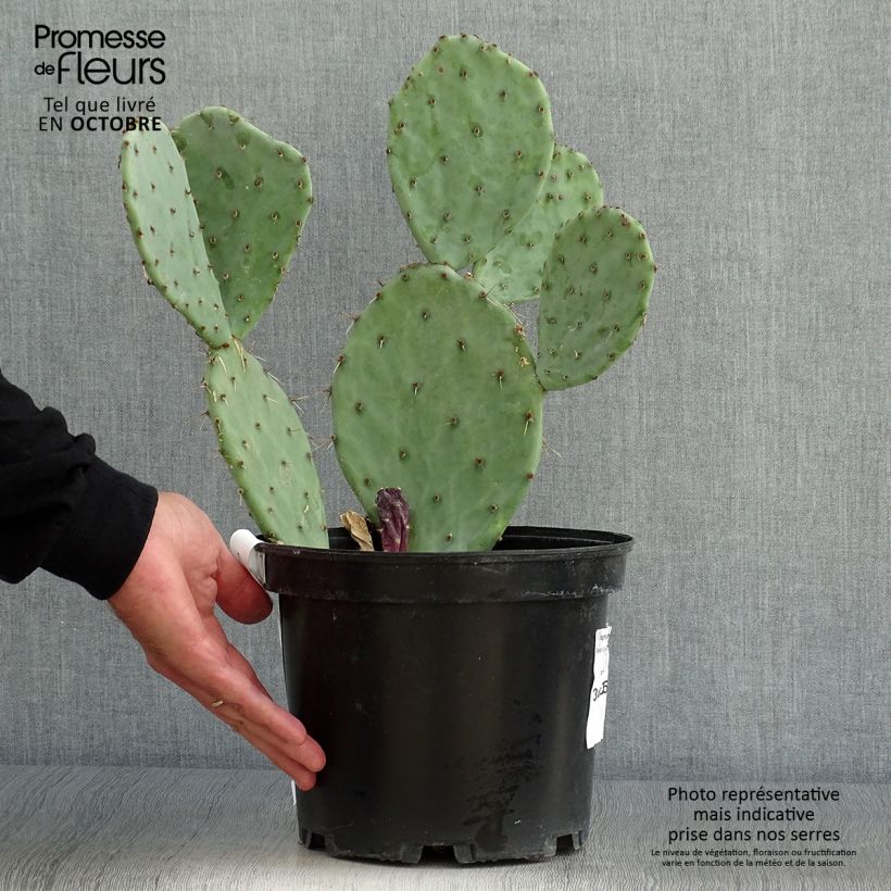 Ejemplar de Opuntia engelmannii var. alta Maceta 4L/5L entregado en otoño