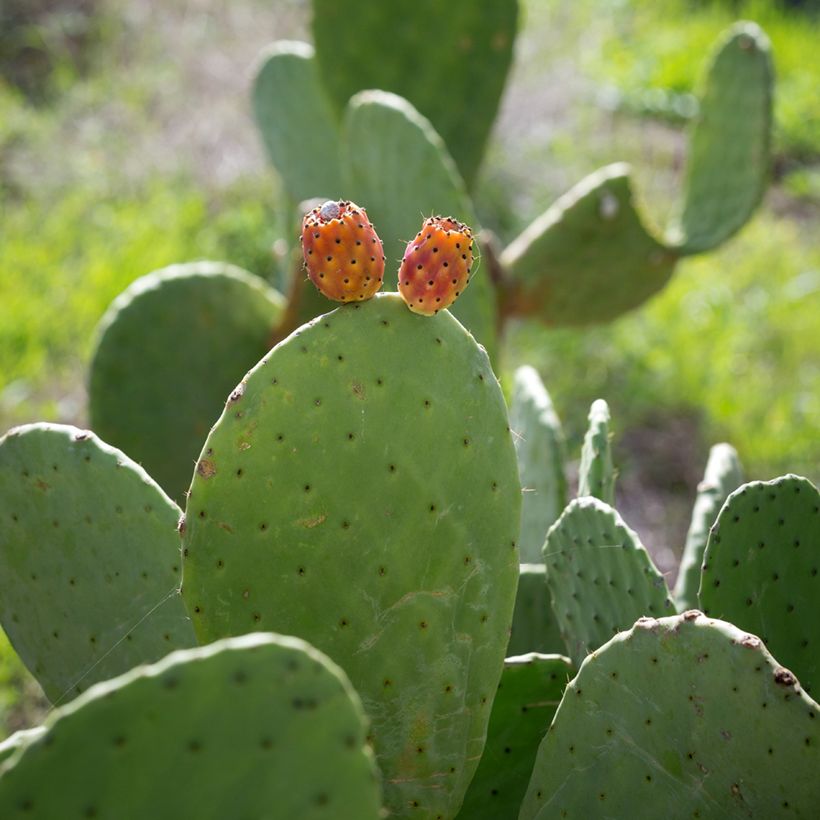 Opuntia aciculata (Cosecha)