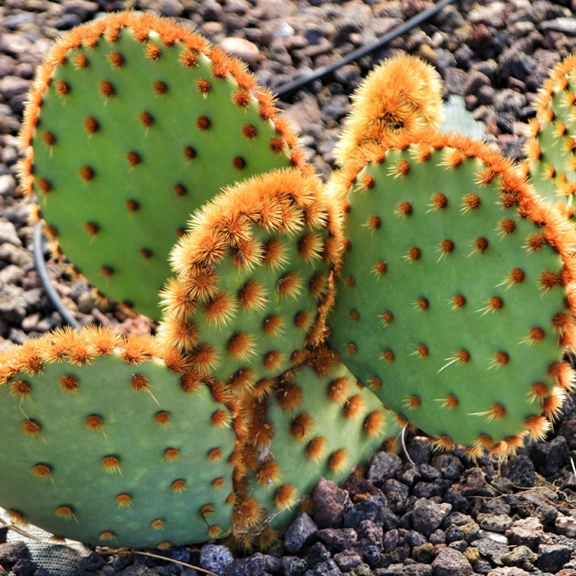 Opuntia aciculata (Porte)