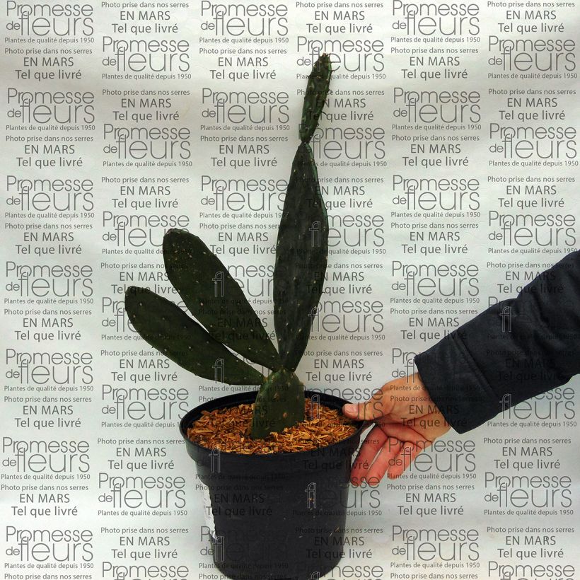 Ejemplo de ejemplar de Opuntia anacantha Maceta 4L/5L tal y como se entrega