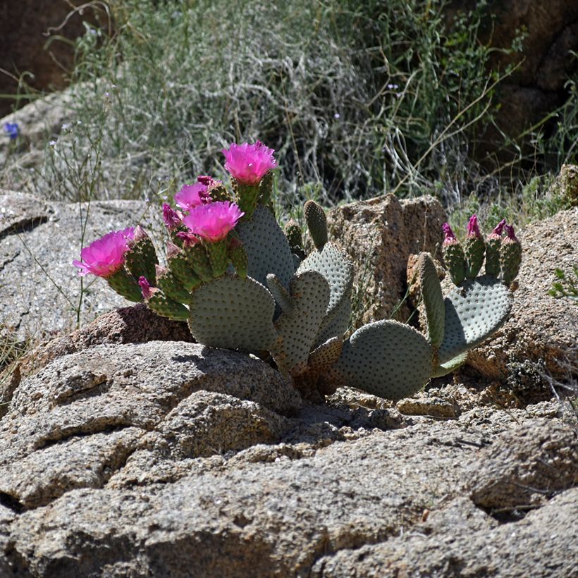Opuntia basilaris (Porte)