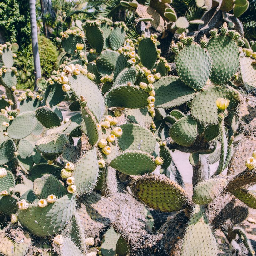 Opuntia bergeriana - Cactus raquette (Porte)