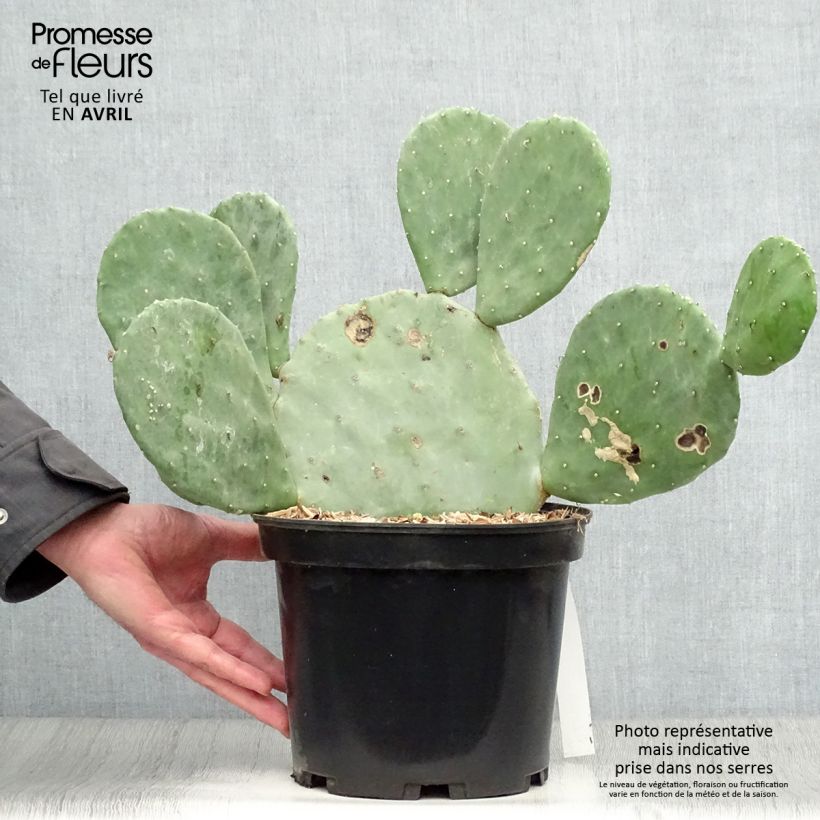 Opuntia cacanapa Ellisiana - Cactus raquette Pot de 4L/5L Ejemplar entregado en la primavera