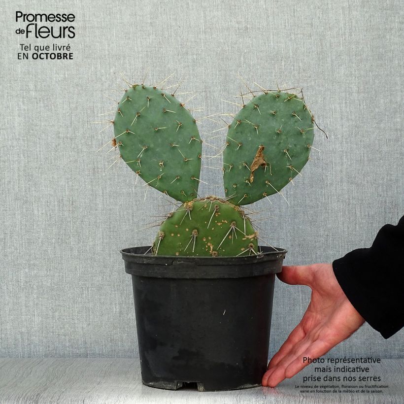 Ejemplar de Opuntia discata Maceta 4L/5L entregado en otoño
