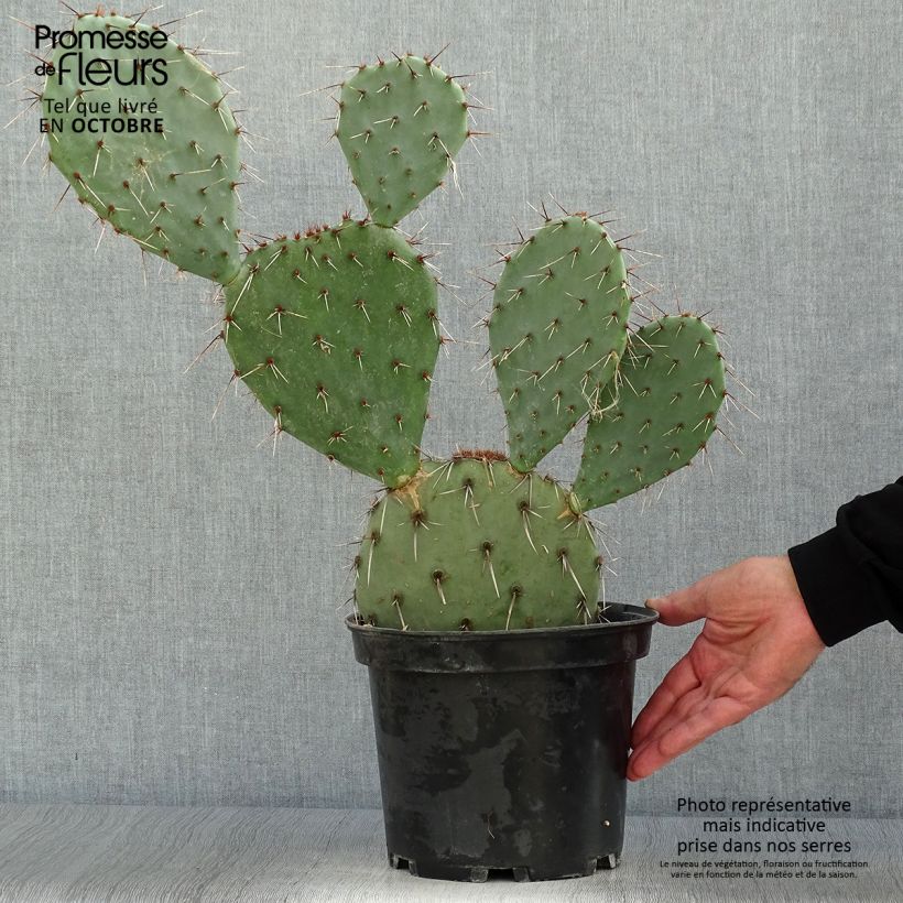 Ejemplar de Opuntia dulcis Maceta 4L/5L entregado en otoño