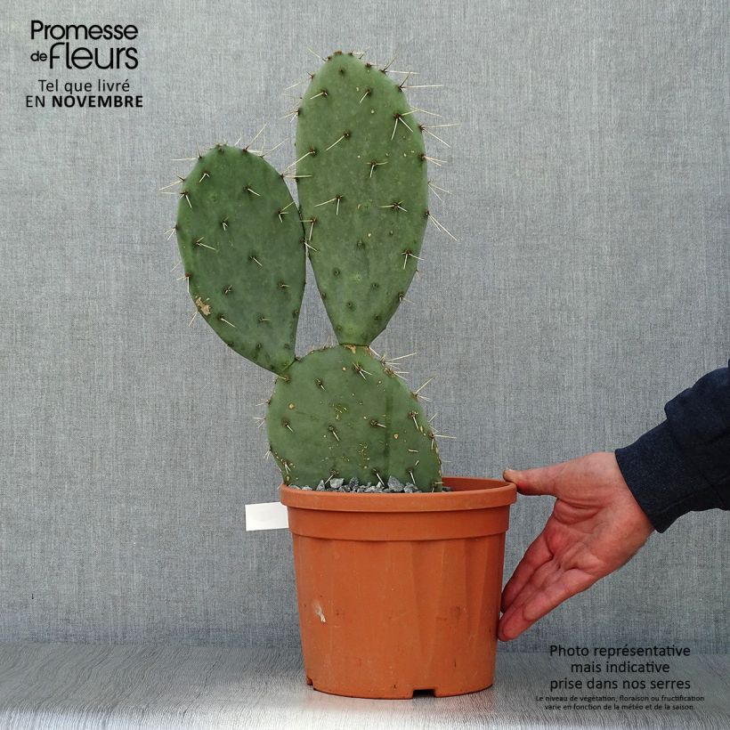 Ejemplar de Opuntia engelmannii Belen Maceta 4L/5L entregado en otoño