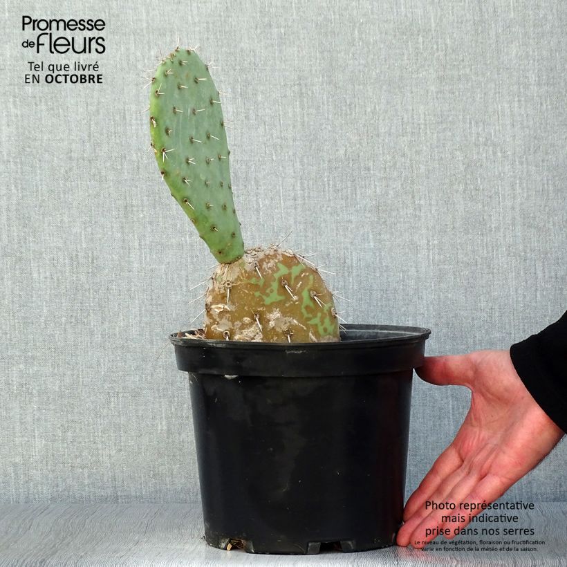 Ejemplar de Opuntia engelmannii Maceta 4L/5L entregado en otoño