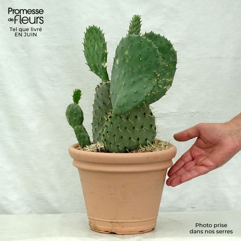 Ejemplar de Opuntia engelmannii var.indheimeri Maceta 4L/5LAltura de entrega aprox. 30/40cm entregado en verano