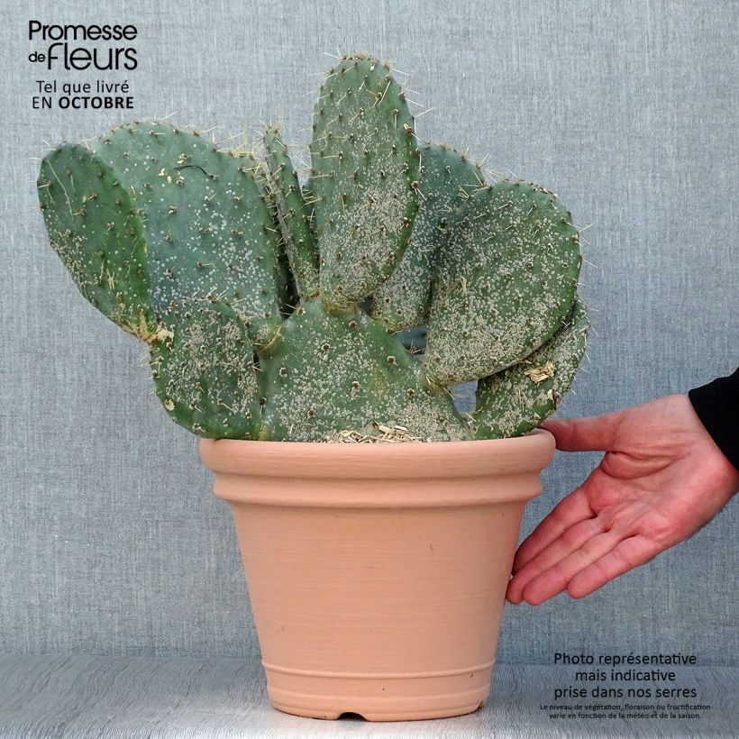 Ejemplar de Opuntia engelmannii var.indheimeri Maceta 4L/5L entregado en otoño