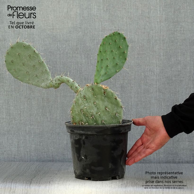 Ejemplar de Opuntia gregoriana Maceta 4L/5L entregado en otoño