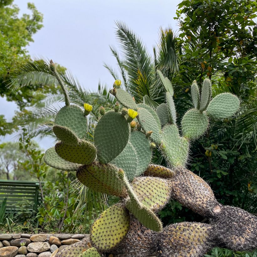 Opuntia leucotricha (Porte)