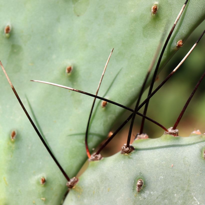 Opuntia macrocentra (Follaje)