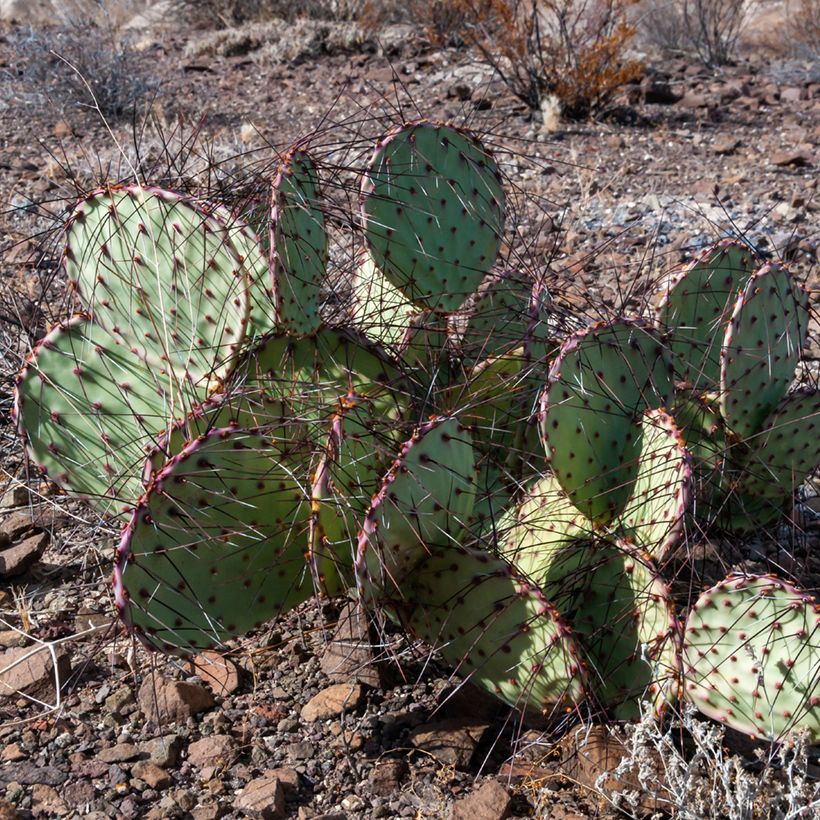 Opuntia macrocentra (Porte)