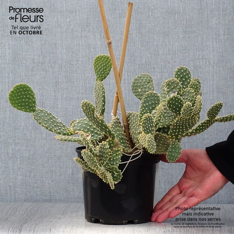 Ejemplar de Opuntia microdasys Maceta 2L/3L entregado en otoño