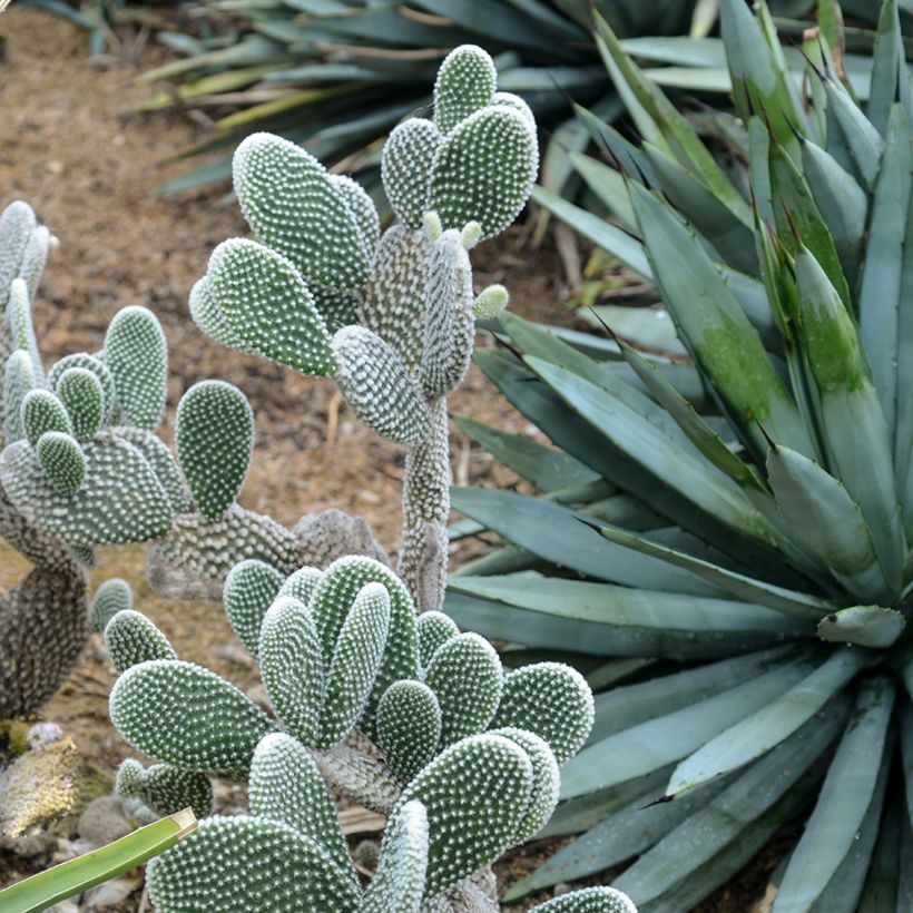 Opuntia microdasys var. albispina (Porte)