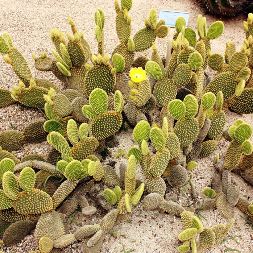 Opuntia microdasys var. pallida (Porte)