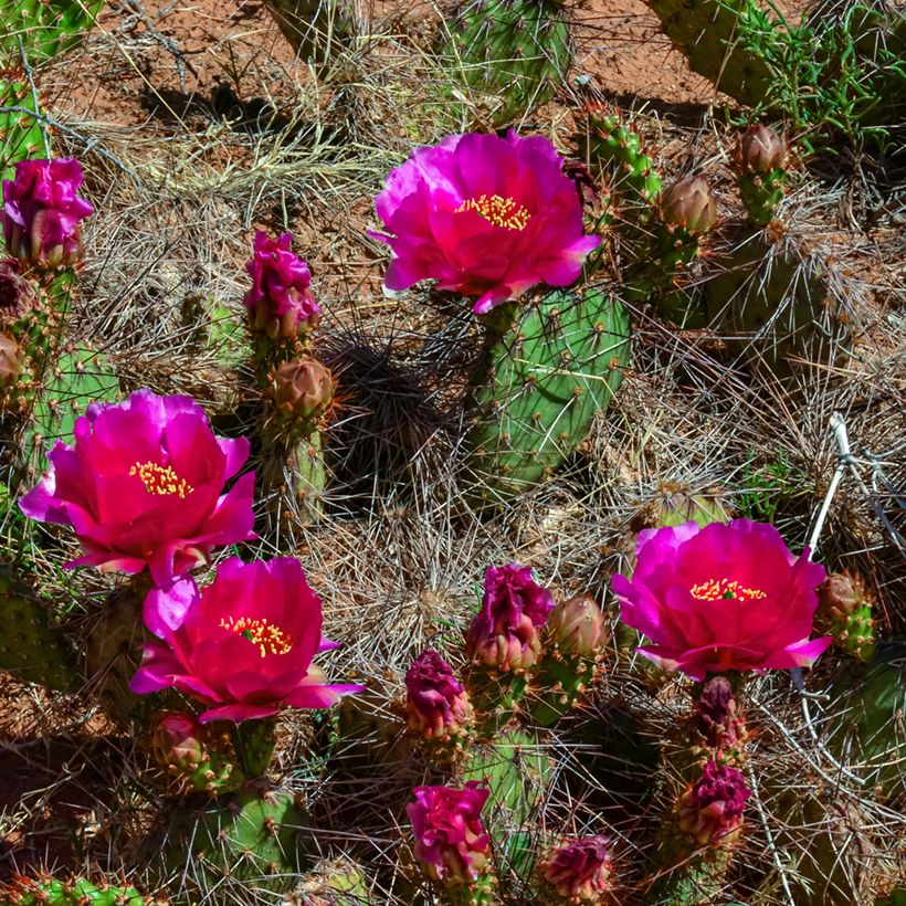 Opuntia polyacantha (Floración)