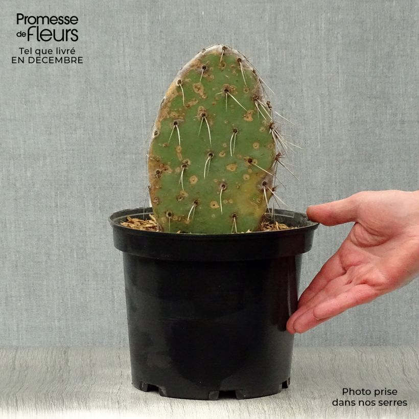 Opuntia sanguinicola Maceta 4L/5L Ejemplar entregado en invierno