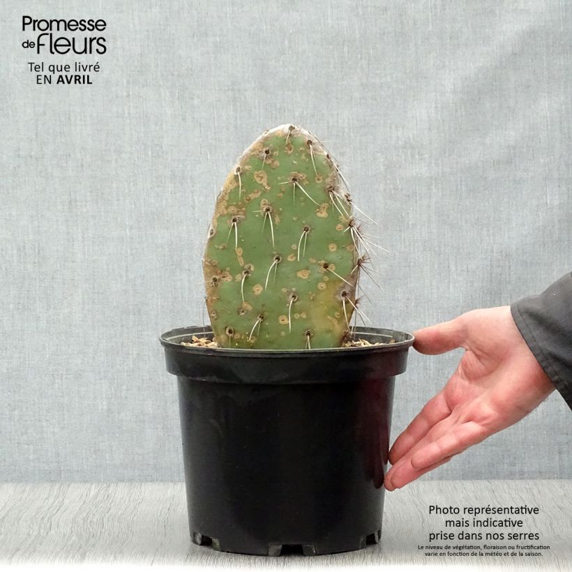 Opuntia sanguinicola - Cactus raquette Pot de 5L Ejemplar entregado en la primavera