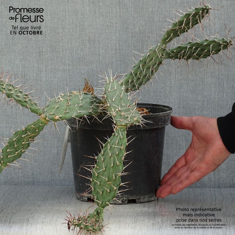 Ejemplar de Opuntia sulfurea Maceta 3L/4L entregado en otoño