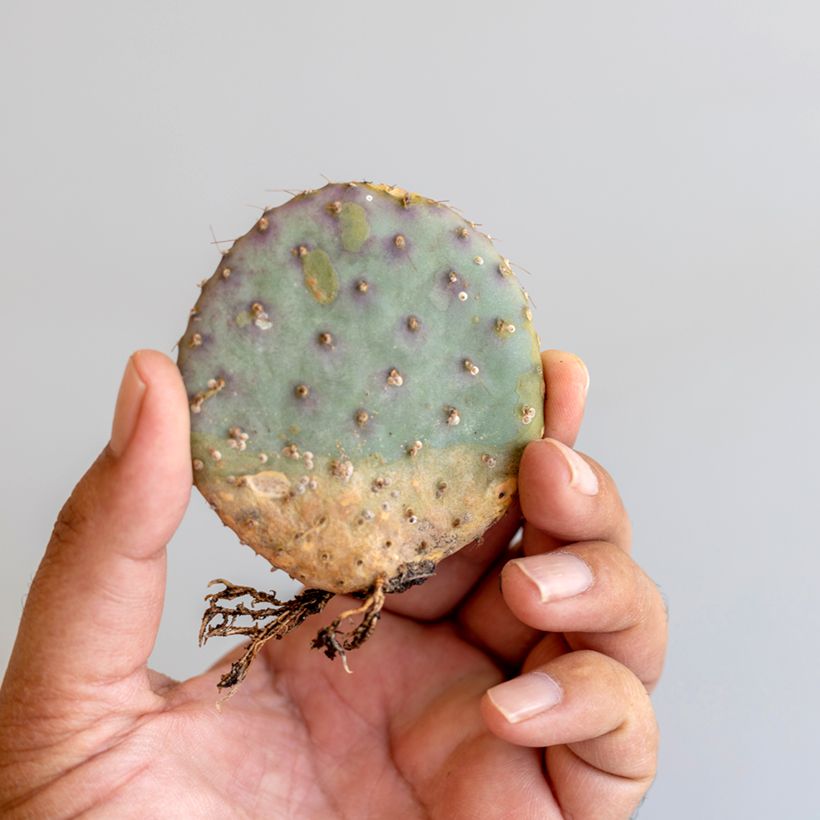 Opuntia santa-rita (Follaje)