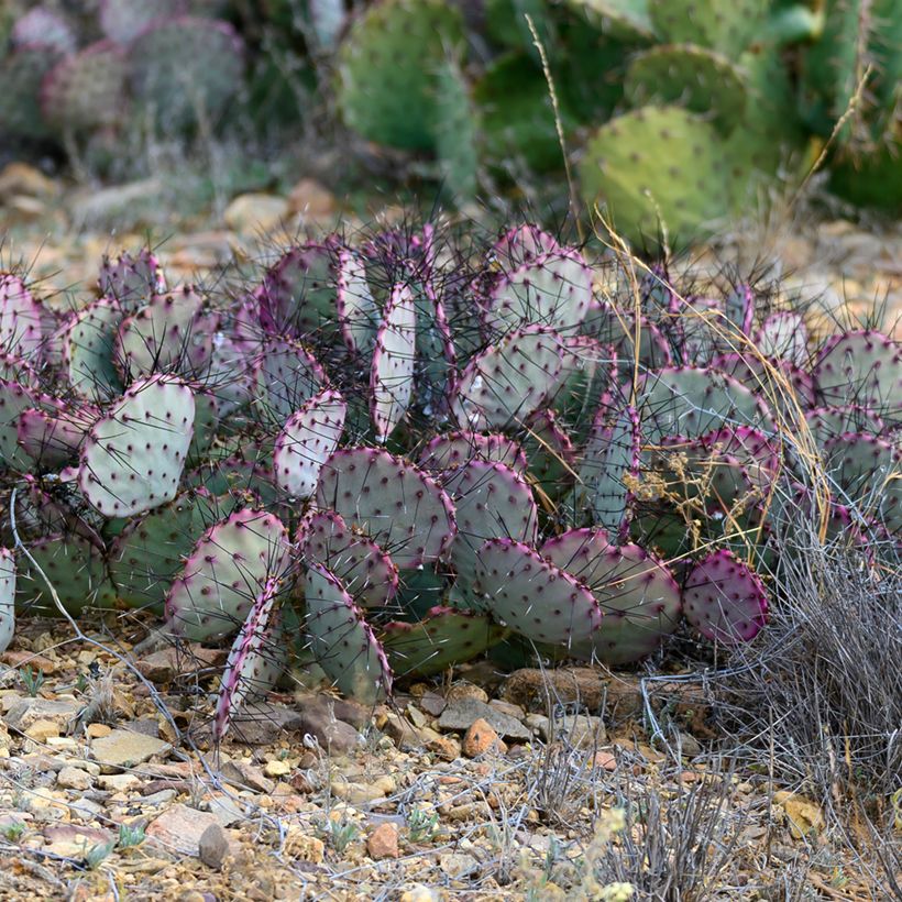 Opuntia santa-rita (Porte)