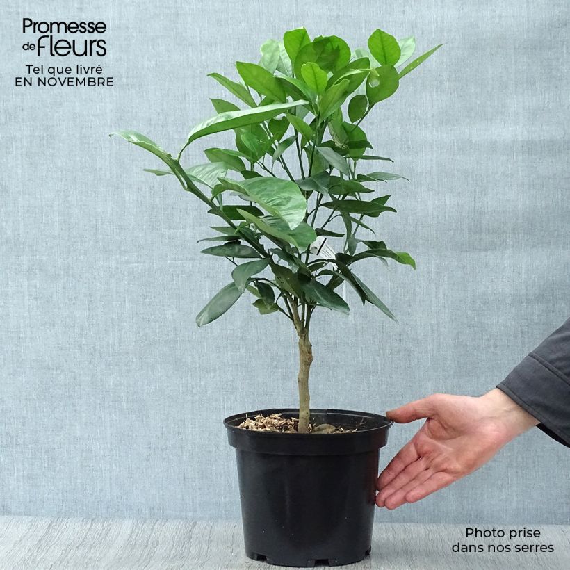 Ejemplar de Naranjo Washington Navel - Citrus sinensis Maceta 4L/5L, 1/4 tallo entregado en otoño