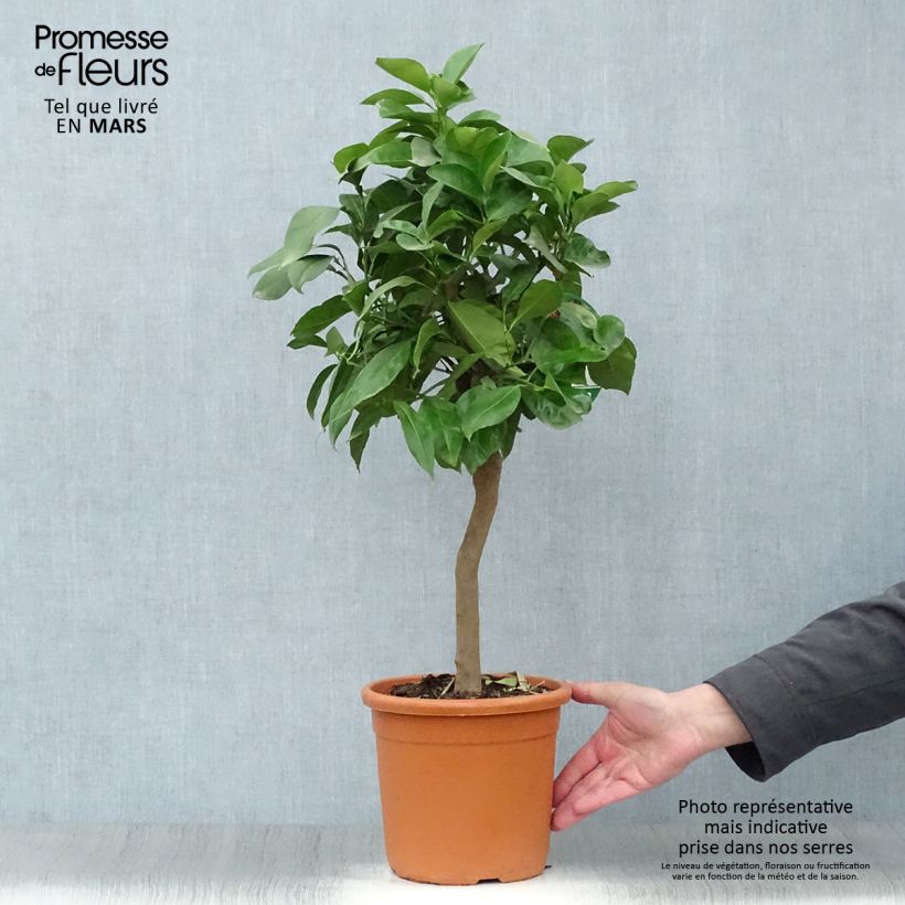 Naranjo Corrugata - Citrus sinensis x aurantium Maceta 4L/5L, 1/4 talloAltura de entrega aprox. 50/60cm Ejemplar entregado en la primavera